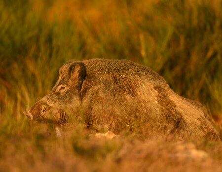 wta_2216_00030 - France Safaris
