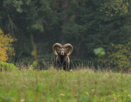 wta_2216_00032 - France Safaris