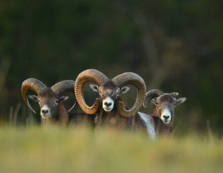 wta_2216_00034 - France Safaris