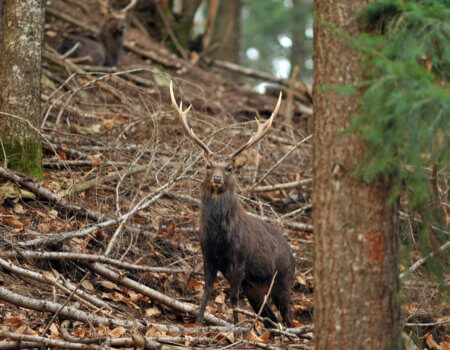 wta_2216_00040 - France Safaris