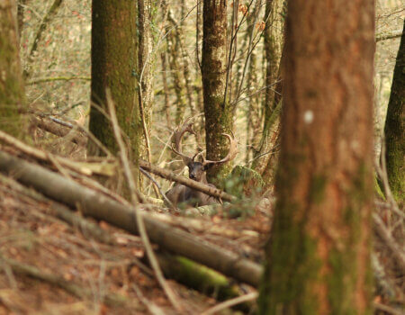 wta_2216_00042 - France Safaris