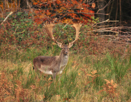 wta_2216_00050 - France Safaris