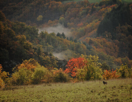 wta_2216_00054 - France Safaris