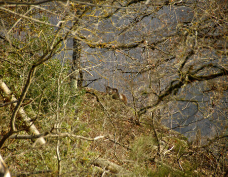 wta_2216_00071 - France Safaris