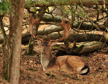 wta_2216_00077 - France Safaris