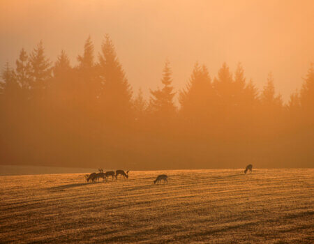wta_2216_00085 - France Safaris