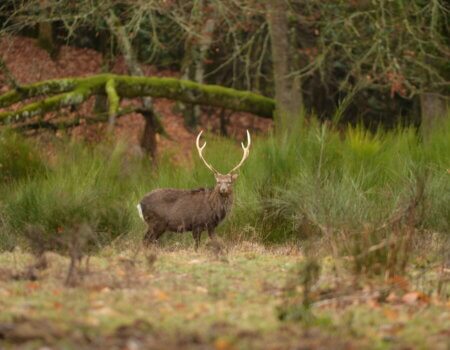 wta_2216_00091 - France Safaris