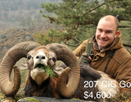 wta_2216_2014_35_Mouflon_207 CIC pts - Gold Medal_Henri K.