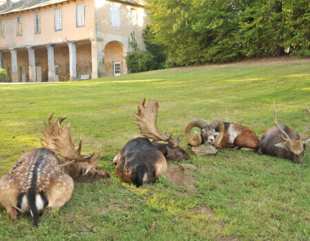 wta_2216_2015_24_Hunting Scene_Gold Medal_Juan R.