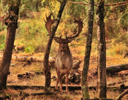 wta_2216_205 a 215 pts CIC - 4500 a 5500 €