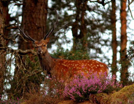 wta_2216_sika-deer-1