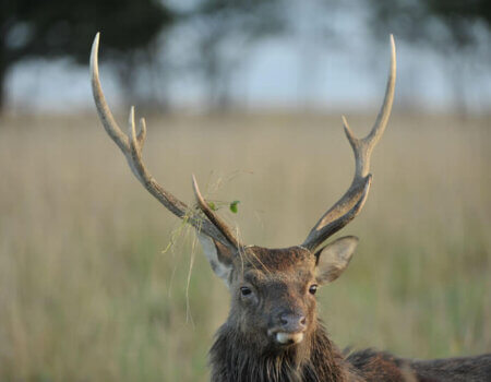 wta_2216_sika-deer-3