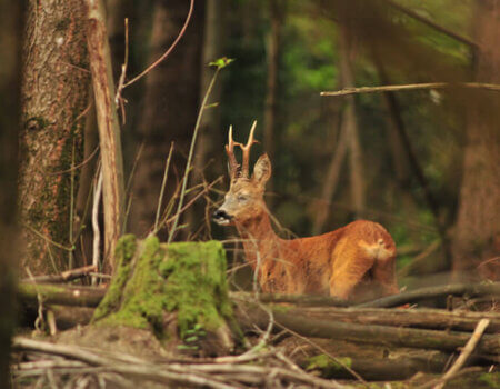 wta_2216_the-game-roe-deer-1