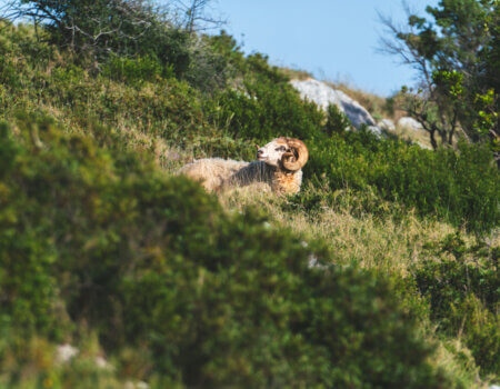 wta_2220_ Croatia 3-4