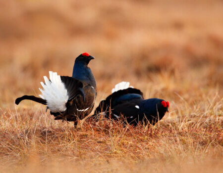 Black grouse on the bog meadow. Lekking nice bird Grouse, Tetrao tetrix, in marshland, Sweden. Spring mating season in the nature. Wildlife scene from north Europe. Black bird with red crest, white tail.