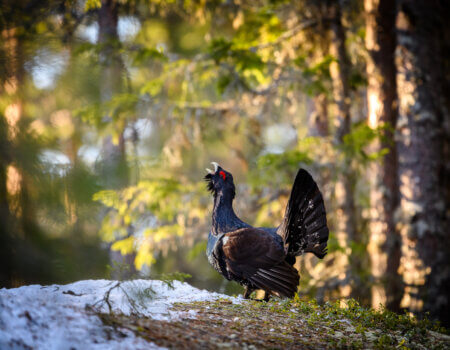 Western Capercaillie (Tetrao Urogallus) Wood Grouse at lek during the courting season
