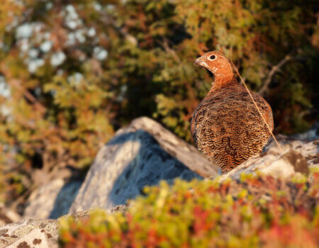willow grouse