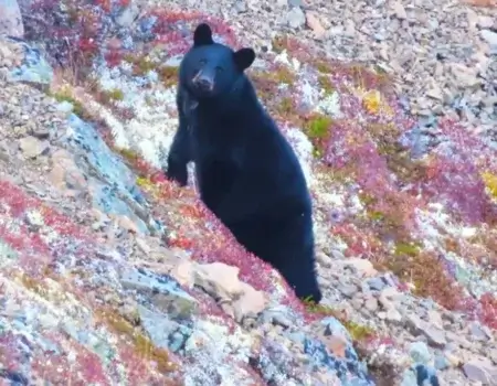 wta_2233_921f7a_c53f343e84a543f88e71a20093671375_mv2