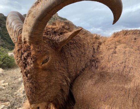 wta_2280_CHASSE-SAFARI-JF-HUNTING-MOUFLON-A-MANCHETTE-MAROC-8