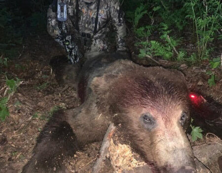 wta_2285_wta_1990_bear1