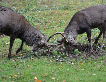 wta_2292_deer-1713980