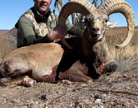 wta_2294_Transcaspian Urial