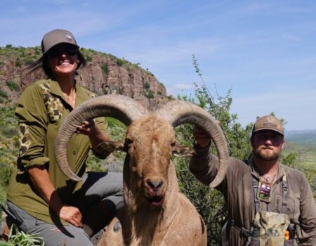wta_2295_Aoudad 2