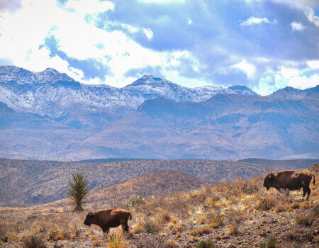 wta_2295_Bison Scenery Shot