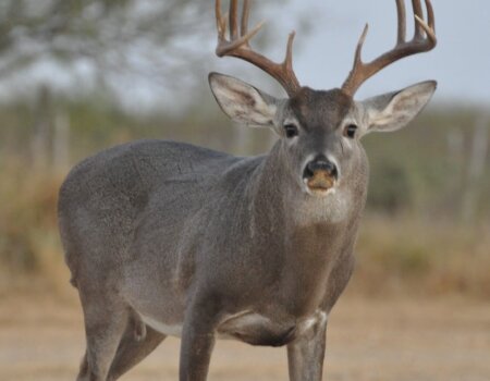 wta_2319_Sirus trophies 7