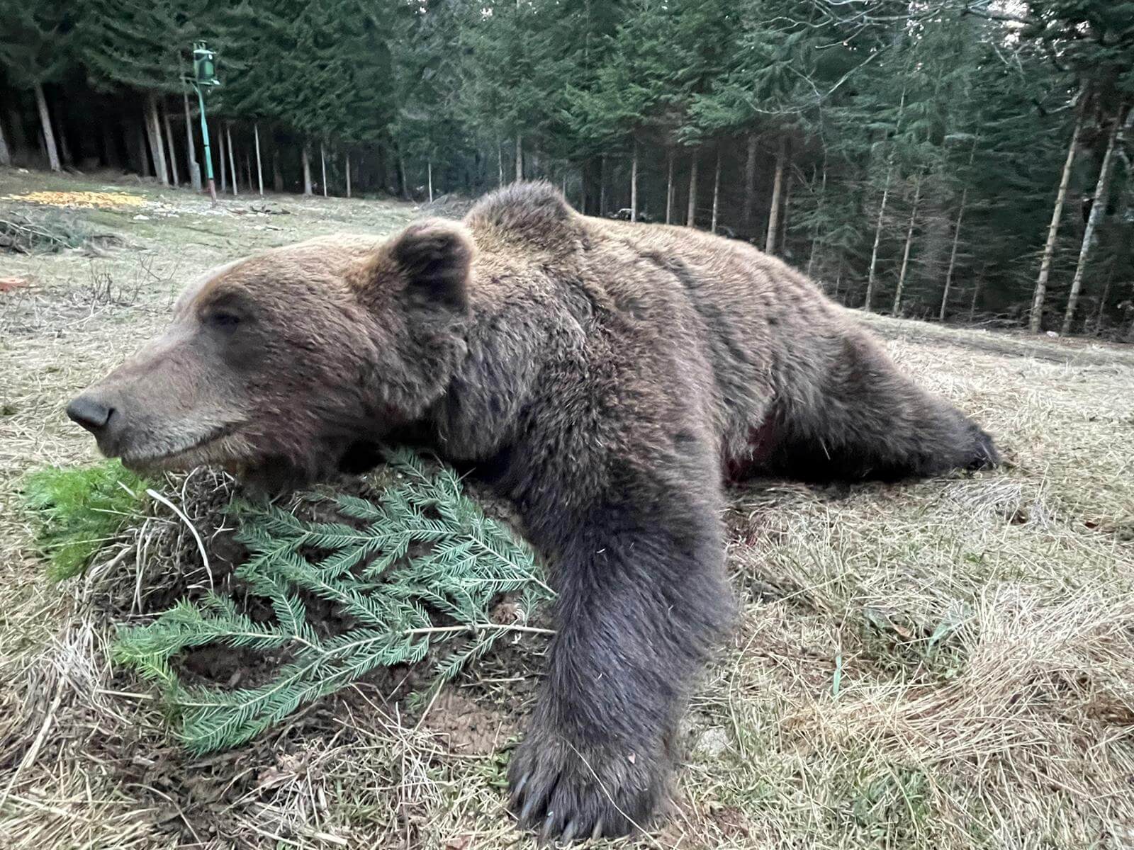 European Brown Bear In Famous State Forestry Areas Record Class Bears 