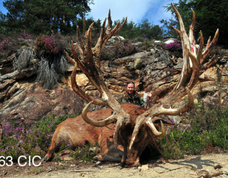 wta_2344_2011_2_Red stag_263-CIC-pts-32 tines-Gold Medal_Christine G