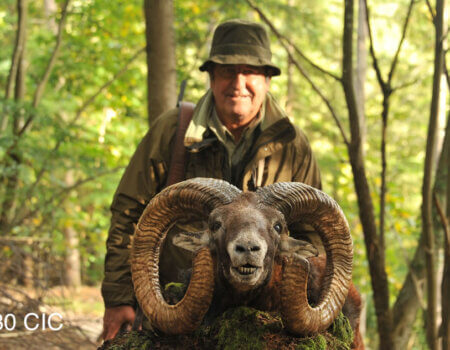 wta_2344_2015_16_Mouflon_230 CIC pts - 147 7--8 SCI pts - Gold Medal_Juan A. (1)