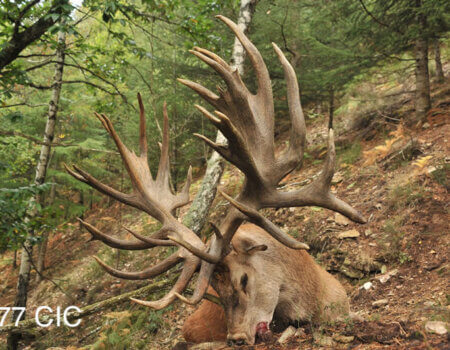 wta_2344_2016_6_Red Stag_277 CIC pts - 506 4_8 SCI pts - Gold Medal_