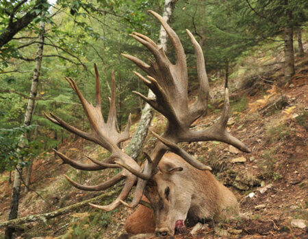 wta_2344_2016_6_Red Stag_277 CIC pts - 506 4_8 SCI pts - Gold Medal_