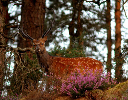 wta_2344_sika-deer-1