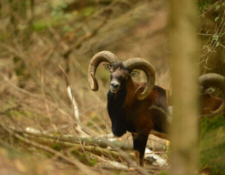 wta_2344_the-game-mouflon-1