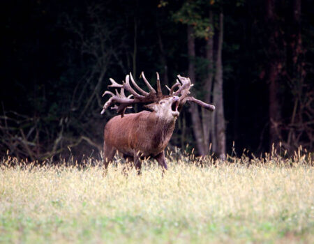 wta_2344_the-game-red-deer-2