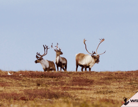 wta_2346_species-200610012100-113