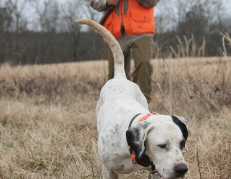 wta_2378_One man with pointing dog
