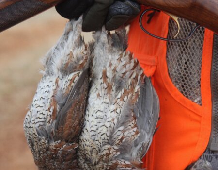 wta_2378_two quail in hand with shotgun