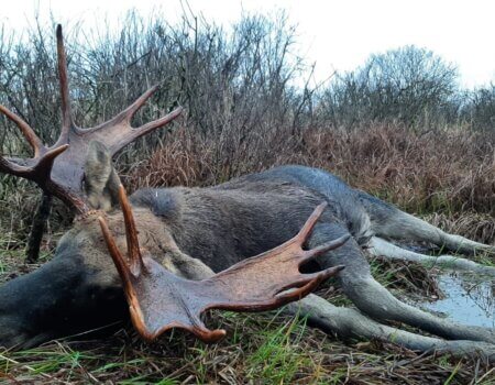 wta_2397_Elch Braslav