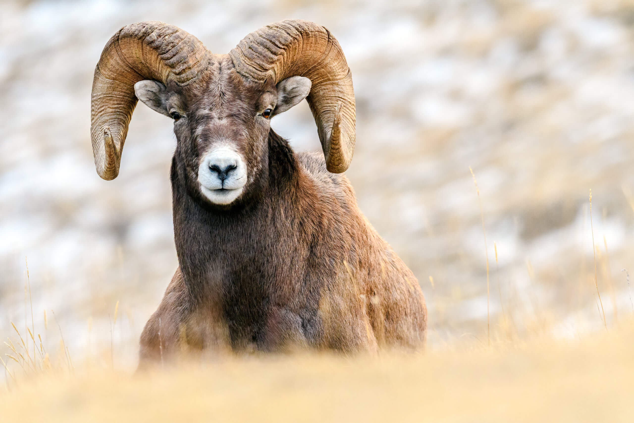 The Most Affordable Way to Hunt Rocky Mountain Bighorn, Desert Bighorn ...