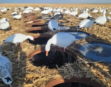 wta_2410_Blind decoys