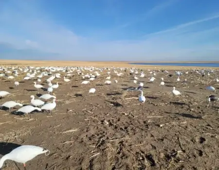 wta_2410_Snow goose spread lakeside