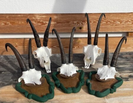 wta_2430_1247f595-c53d-4723-b974-ffc541905508