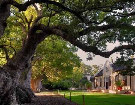 wta_2467_Cape Town Wine lands 4