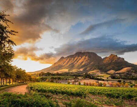 wta_2467_Cape Town Wine lands 5