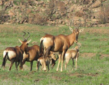 wta_2467_Welgevonden-Game-Reserve-9