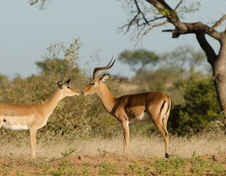 wta_2469_Timbavati-19