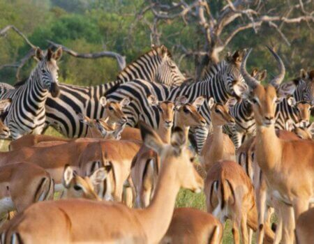 wta_2469_Timbavati-3